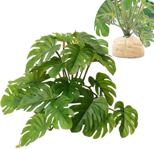 Reptile plants for terrarium - plants,