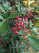 30 Graines de Poivrier de