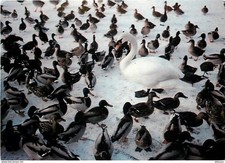 Animaux - Oiseaux - Cygnes - Knokke - Zoute - Réserve Ornithologique du Zwin - Z