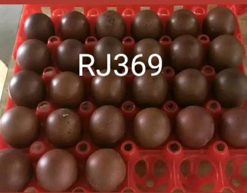French black copper - 6+, marans