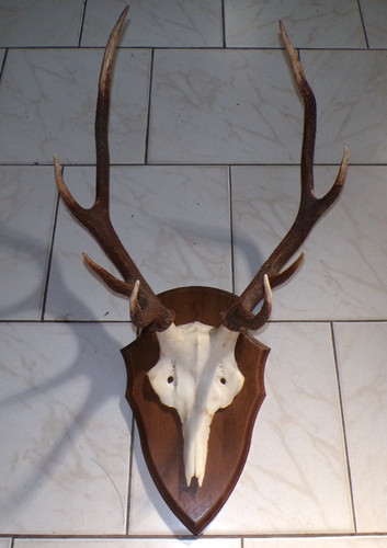 Trophée cerf massacre 8 - cerf,