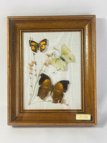 Showcase frame real - showcase,
