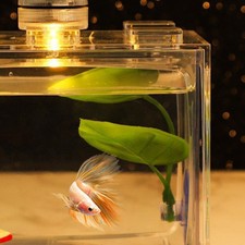  Betta frai terre Betta