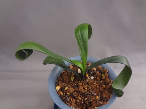 Clivia miniata yellow lily - clivia, 'yellow