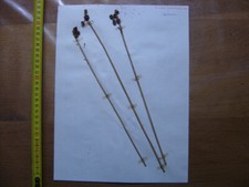 Annees 50 PLANCHE d'HERBIER du Gard Herbarium Planche Naturelle 16