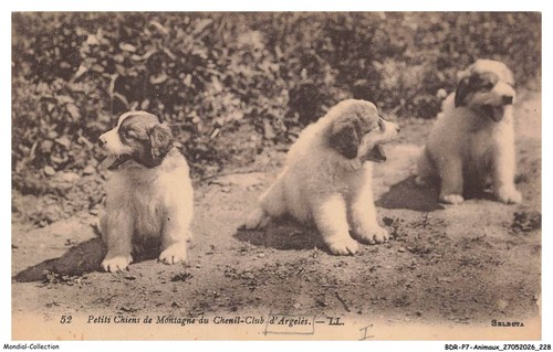 Bdrp7 0559 animaux petits - bdrp7-0559-animaux,