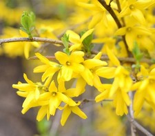 6 Boutures Forsythia -