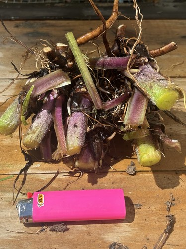 Large live bocking comfrey - live,