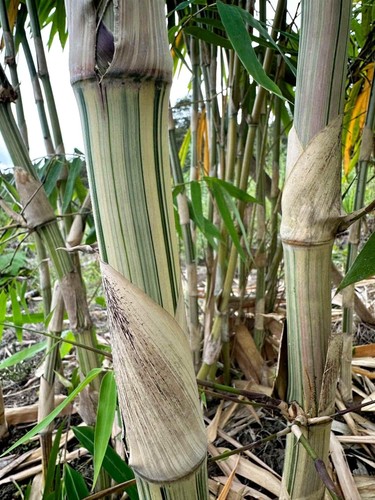 Graines bambou gigantochloa - de,
