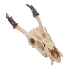  Cache Pour Tortue Terrestre