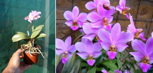 Phalaenopsis bonita - phalaenopsis,