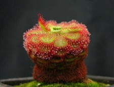 DROSERA ADMIRABILIS - 10