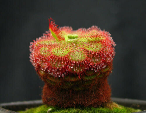 Drosera admirabilis 10 - admirabilis,