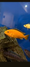 ELECTRIC YELLOW LAB CICHLID UNSEXED 1.5" (Labidochromis caeruleus) 