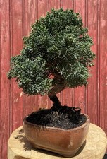 BONSAÏ JUNIPERUS CHINENSIS