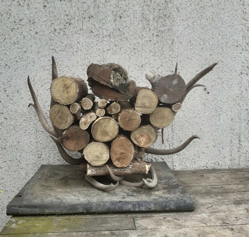 Taxidermie taxidermy porte - taxidermie,