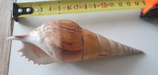 Coquillage Escargot Tibia