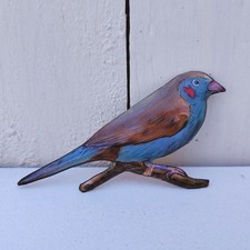 Oiseau cordon bleu à joues