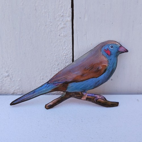 Oiseau cordon bleu - à, joues