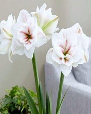 AQUARO Large Amaryllis 24-26
