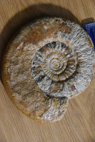 Grande ammonite subgrossouvria - grande,