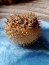 Petit Poisson Globe Diodon