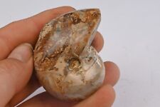 Nautile entière et polie 59mm