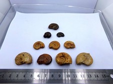 Lot de 10 ammonites fossiles