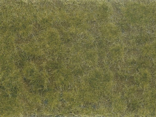 Noch green brown plant - noch,green/brown,