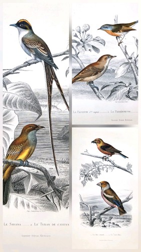 Gravures anciennes - ,