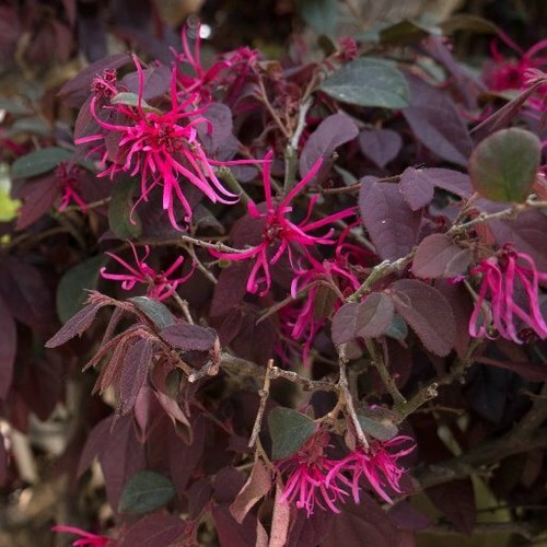 Plante loropetalo chinensis - plante,