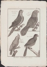 ✒ 1790 BUFFON Bonnaterre