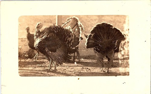 Carte postale rppc - carte,