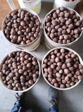 Noix fraiches  -  2025 -   Bio