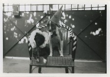 ANTIQUE PHOTO - VINTAGE SNAPSHOT-ANIMAL CHIEN COSTUME HAT GAG FUNNY-DOG
