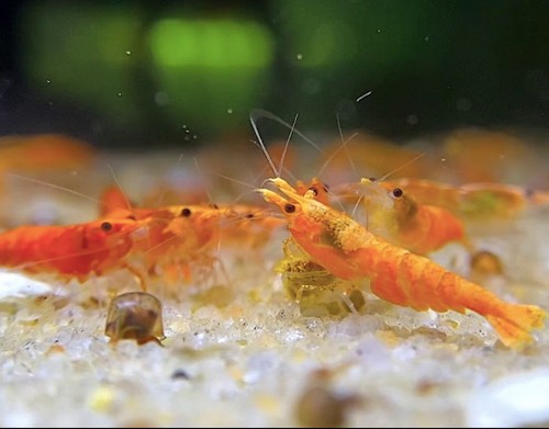Lot crevettes - lot,