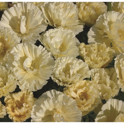 Graines eschscholzia - 25,