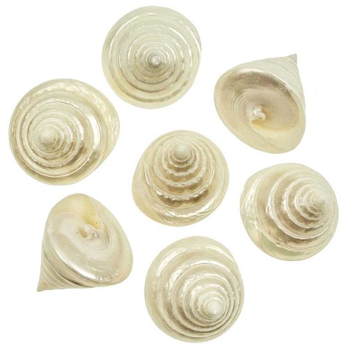Coquillages tectus pyramis