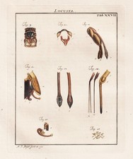 Tab XXVII Sauterelles Locustes