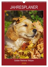 Planificateur annuel Golden Retriever chiots (Calendrier mural 2026 DIN A3 verti