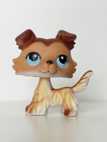 Petshop chien colley 58 - petshop, #58