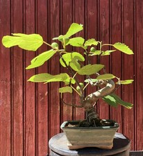 BONSAÏ FIGUIER FICUS CARICA