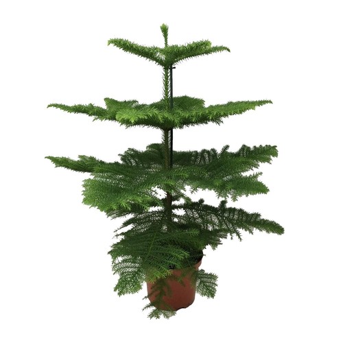 Sapin intérieur araucaria - sapin,