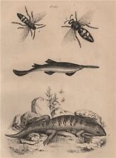 Scie (saw) Sawfish. Scinque (Skink). Megascolia maculata (Mammoth Wasp) 1834
