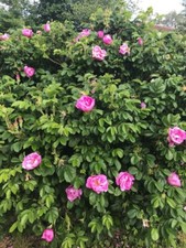 10 Graines De Rosier