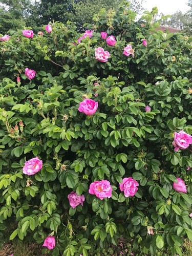 Graines rosier - de,