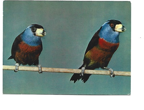 Oiseaux exotiques toucan - exotiques,