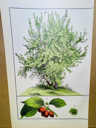 Affiche ancienne ours fleur - affiche,