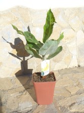 Véritable - Musa acuminata, un bananier d'environ 65-75 cm fruit comestible