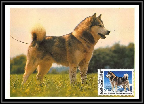 49075 1367 alaskan malamute - 49075, n°1367